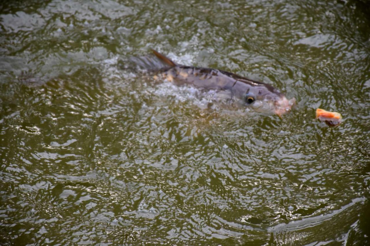 La Mare Aux Canards Cordieux Eksteriør bilde