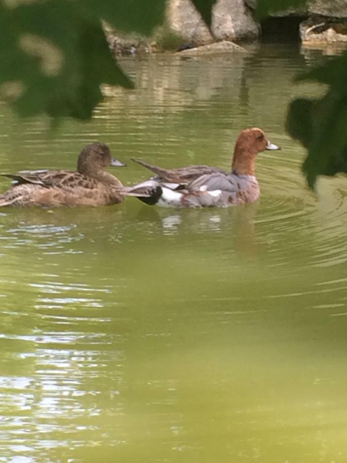 La Mare Aux Canards Cordieux Eksteriør bilde